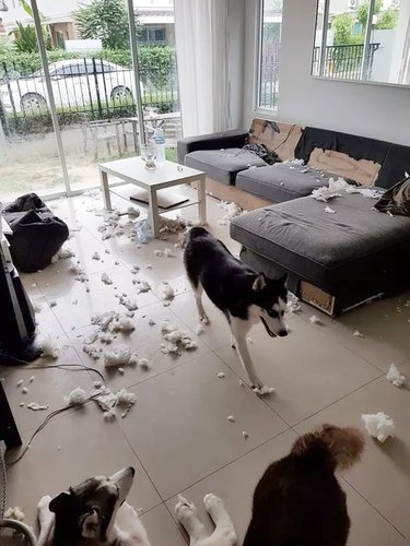 dog makes giant mess