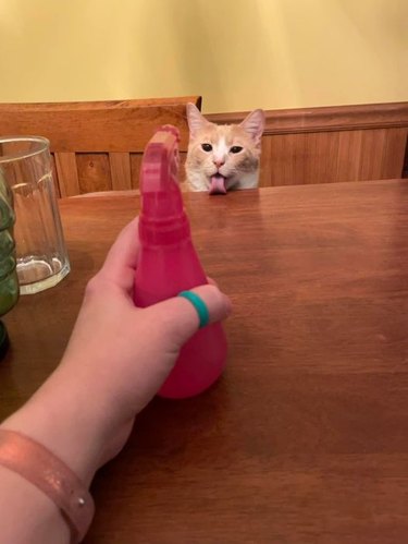 woman squirts cat with water, cat drinks it off table