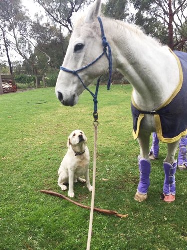 dog tries to make friends with horse