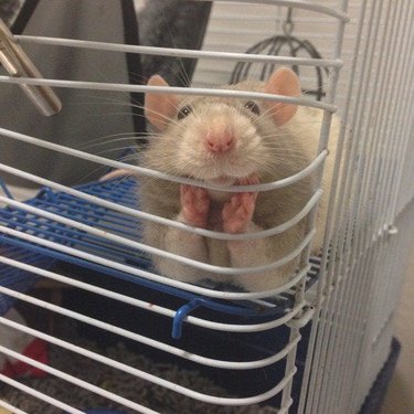 pet rat loves gossip
