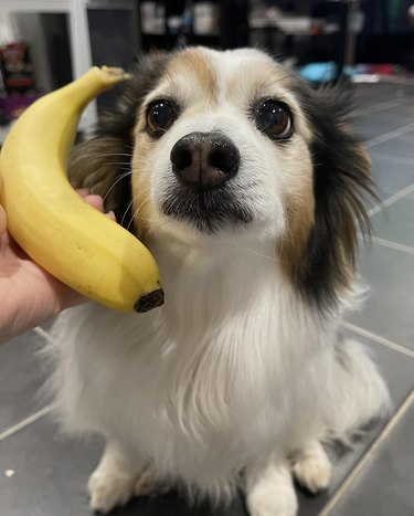Close-up of a small, fluffy dog with a hand holding a banana next to the dog's head like a phone.