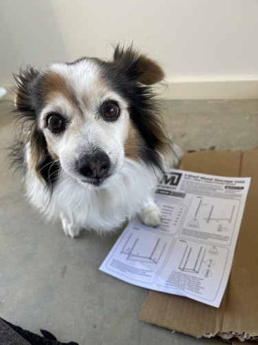 Small, fluffy dog sits on the floor with one paw stepping on a sheet of paper showing building plans.