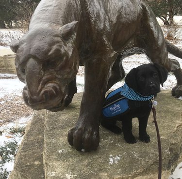 dog overcoming fear of statue
