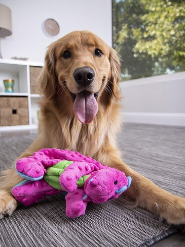 Dog with purple dragon toy