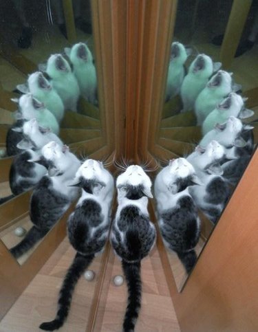 A cat sits in front of two mirrors facing each other, creating the illusion that there are dozens of cats in a circle with their mouths wide open.