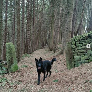 Black German shepherd walks on a forest path against a backdrop of trees.