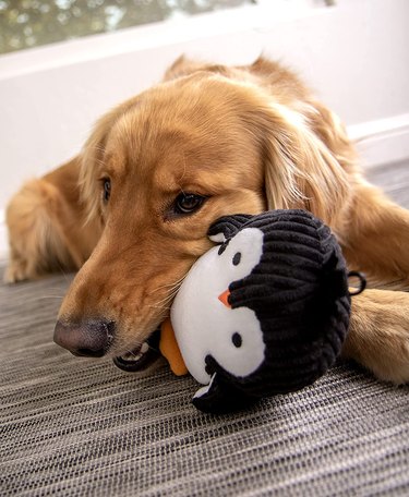 Dog with penguin plush in mouth