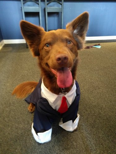 A brown dog with a fluffy tail and pointy ears sitting with their tongue out, wearing a jacket, button-up shirt, and tie.