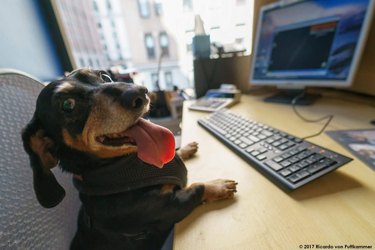 Dachshund sits in an office chair at a desk with a computer. Their mouth is open, their tongue is out, and looking happily at the camera.