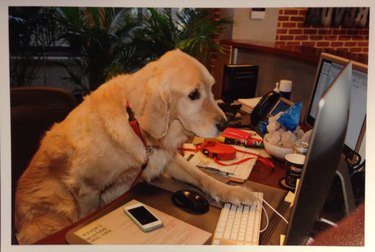 Senior golden retriever sits on office chair with one paw on the keyboard, looking at a computer screen.