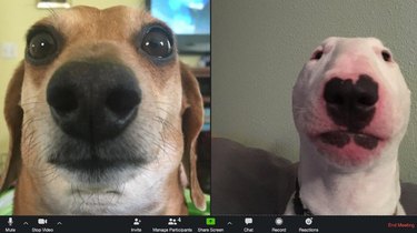 Screenshot of a virtual Zoom meeting between two dogs. One dog has their face unnecessarily close to the camera, while the other dog has their ears tucked behind their head.