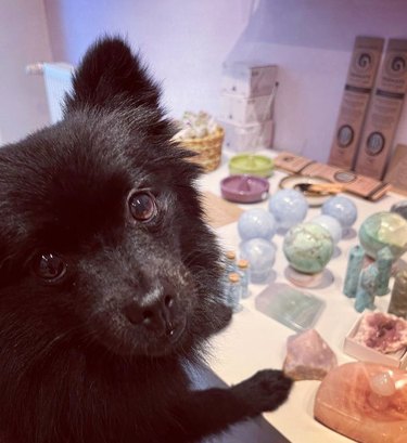 Small black dog with pointy sitting at a counter with crystals and rocks.