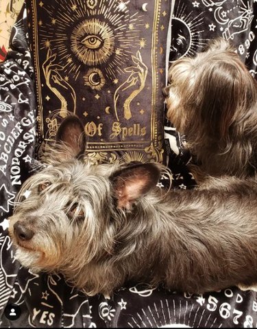 Small, scruffy dog lies on Ouija board patterned fabric next to a book titled "Book of Spells".