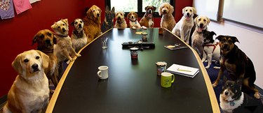 15 dogs of various breeds sit around a long, oval conference table with coffee cups and notebooks.