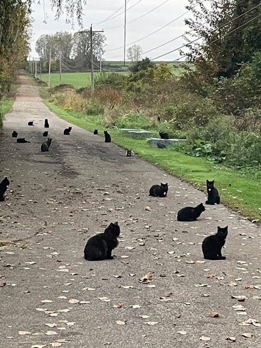 A dozen or more black cats sitting in several places along a country road.