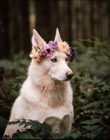 White shepherd dog wearing a colorful flower crown sitting in a forest and surrounded by ferns.