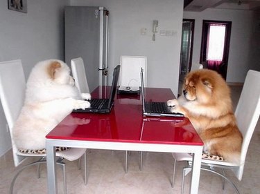 Two Chow-Chow dogs sit in swivel chairs at a table with laptops open and their paws on the keyboards.