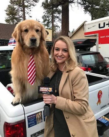 Golden retriever wearing a tie sits in the back of a parked pickup truck with his paws on the edge and a woman stands next to him holding a "News2" microphone.