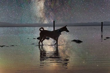 A tall, thin dog with a curly tail stands in the shallow water of a lake at night. Behind the dog, the sky shows the Milky Way and thousands of stars.