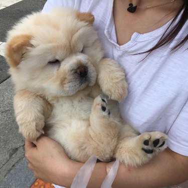 15 Pups With Toned, Sexy Abs | Cuteness