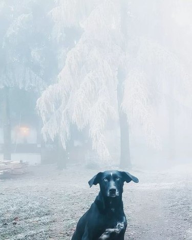 Large black dog with floppy ears sits in the foreground staring into the camera. The scene behind the dog is woodsy, misty, and snowy.