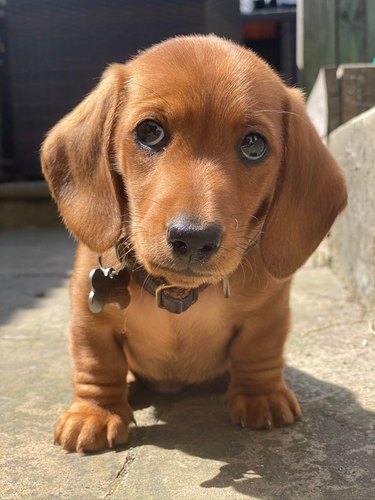 chubby puppy