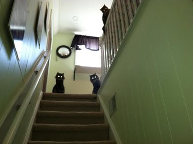 Photo looking up a flight of stairs where three black cats are staring down at the camera, their eyes are glowing from the camera flash.