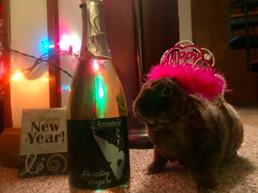 Rabbit in a pink New Years hat and sitting next to a champagne bottle.