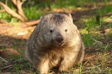 Very round wombat in nature