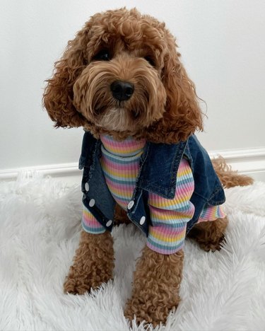 dog in denim vest