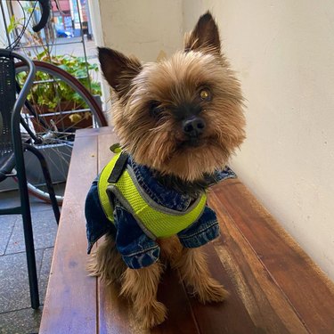 yorkie dog in denim jacket