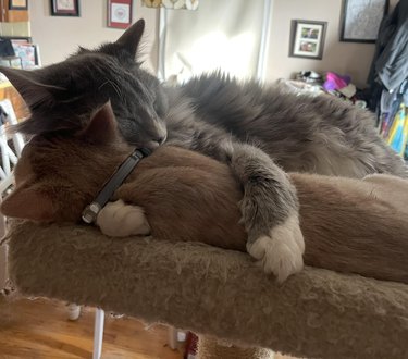 gray cat snuggling orange kitten.
