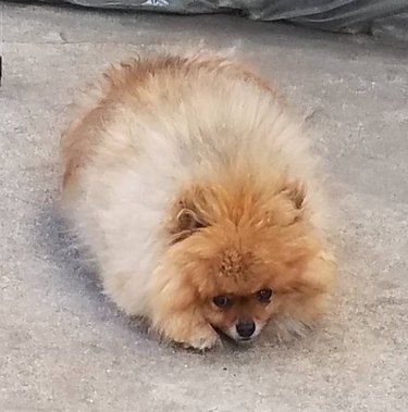 A very fluffy and round Pomeranian
