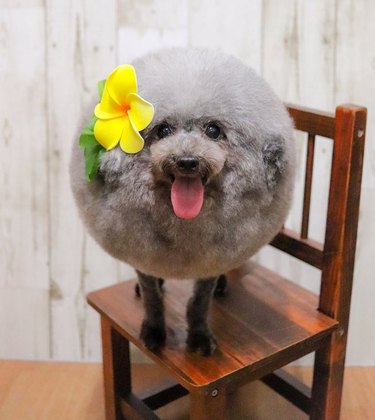 Poodle with circle haircut and yellow flower