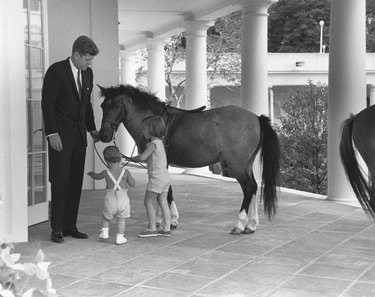 John F Kennedy and horse Macaroni