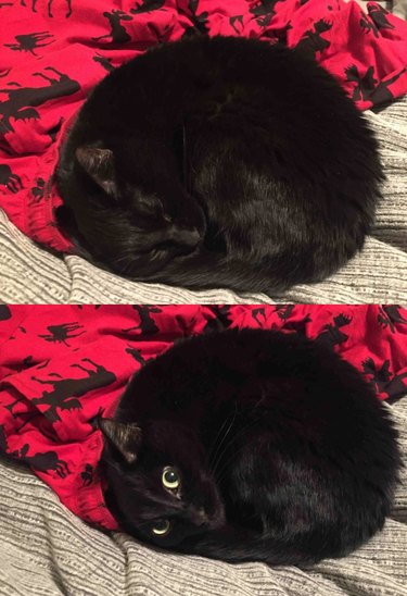 Black cat curled up in a tight circle