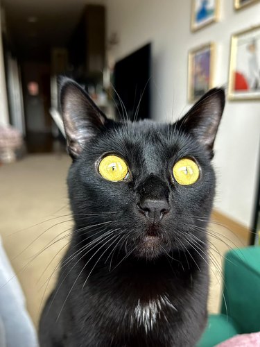 cat has huge yellow eyes.