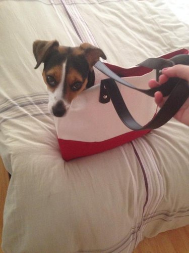 dog in a tote bag