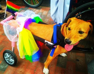 dog in wheelchair celebrating pride