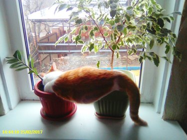 cat sleeping on some potted plants