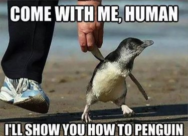 24 Memes That Prove Penguins Are The Funniest Animals On Earth