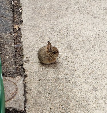 Very round baby rabbit