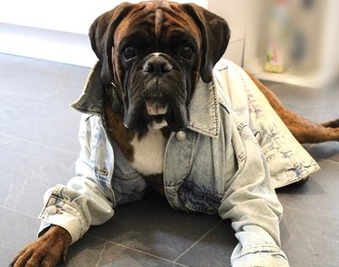 dog in denim jacket