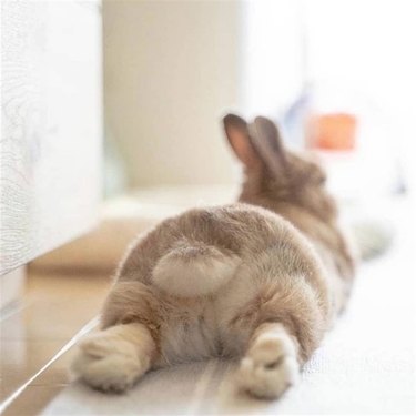 bunny butt
