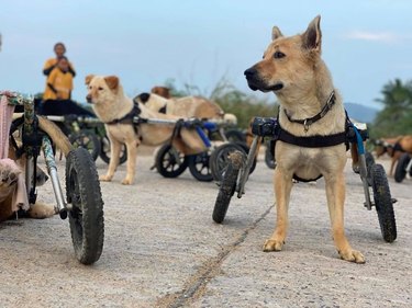 dogs in wheelchairs overcoming adversity