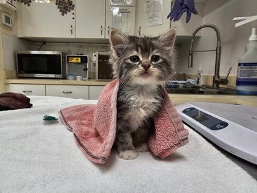 cat wearing tiny towel like a cape.