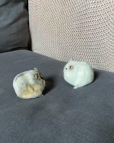 Two very round hamsters facing each other