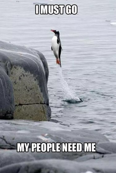 24 Memes That Prove Penguins Are The Funniest Animals On Earth