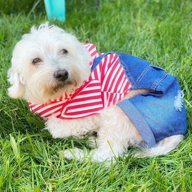 dog in denim overalls