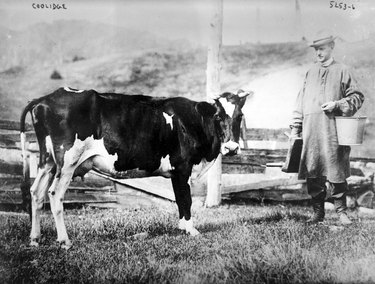 Calvin Collidge milking cow